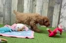 Mini Goldendoodle Puppy for Adoption
