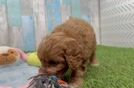 Playful Cavapoodle Poodle Mix Puppy