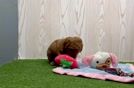 Meet Corey - our Mini Goldendoodle Puppy Video