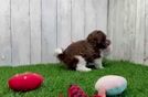 Havapoo Pup Being Cute