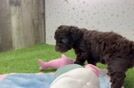 Poodle Puppy for Adoption