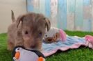 Popular Yorkie Poo Poodle Mix Pup