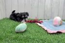 Havachon Puppy for Adoption