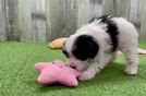 Little Maltese Poodle Poodle Mix Puppy