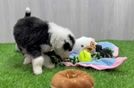 Mini Bernedoodle Pup Being Cute