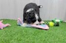 Meet Flip - our Mini Bernedoodle Puppy Video