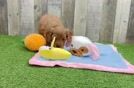 Best Cavapoo Baby