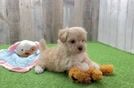 Little Malt a Poo Poodle Mix Puppy