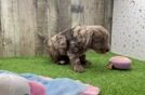 Meet Ego - our Mini Goldendoodle Puppy Video