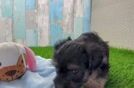 Energetic Yorkipoo Poodle Mix Puppy