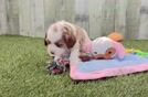 Meet Truly - our Cavapoo Puppy Video