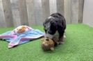 Mini Bernedoodle Pup Being Cute