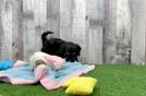 Best Cockapoo Baby