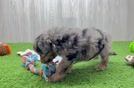 Friendly Mini Aussiedoodle Baby