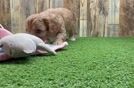 Smart Cavapoo Poodle Mix Pup