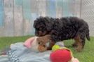 Cavapoo Puppy for Adoption