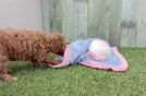 Meet Naomi - our Cavapoo Puppy Video