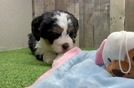 Fluffy Mini Bernedoodle Poodle Mix Pup