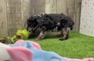 Meet Hershel - our Poodle Puppy Video