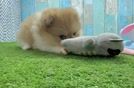 Popular Pomeranian Purebred Pup