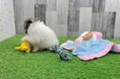 Meet Winslet - our Pomeranian Puppy Video