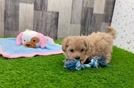 Maltipoo Pup Being Cute