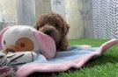 Adorable Toy Poodle Purebred Puppy