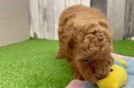 Playful Mini Groodle Poodle Mix Puppy