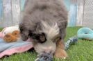 Mini Bernedoodle Pup Being Cute