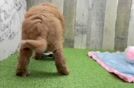Happy Mini Goldendoodle Baby