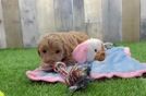 Hypoallergenic Mini Goldiepoo Poodle Mix Puppy
