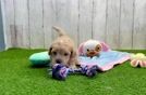 Meet Alfie - our Maltipoo Puppy Video