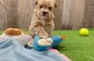 Maltipoo Puppy for Adoption