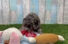 Mini Goldendoodle Puppy for Adoption