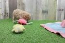 Maltipoo Puppy for Adoption