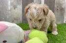 Petite Maltipoo Poodle Mix Pup