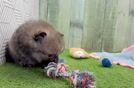 Playful Pomeranian Baby