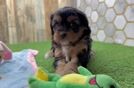 Adorable Cavalier King Charles Spaniel and Poodle Mix Poodle Mix Puppy
