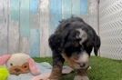Best Mini Bernedoodle Baby