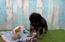 Meet Juno - our Mini Pomskydoodle Puppy Video