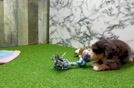 Petite Mini Bernedoodle Poodle Mix Pup