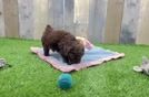 Poodle Puppy for Adoption