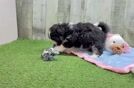 Cute Aussiechon Baby