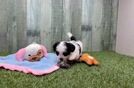 Meet Delaney - our Teddy Bear Puppy Video