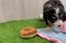 Hypoallergenic Mini Bernese Poodle Poodle Mix Puppy