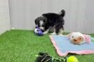 Playful Mini Bernadoodle Poodle Mix Puppy