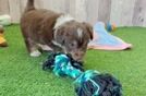 Mini Aussiedoodle Puppy for Adoption