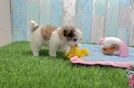 Meet Cassandra - our Teddy Bear Puppy Video