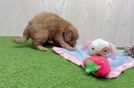 Meet Lush - our Mini Goldendoodle Puppy Video