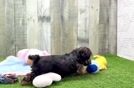 Smart Yorkie Poo Poodle Mix Pup